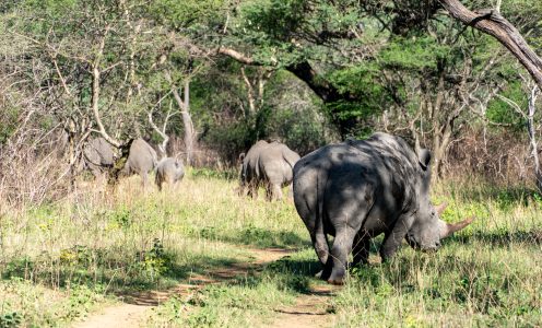 Walking with Unicorns