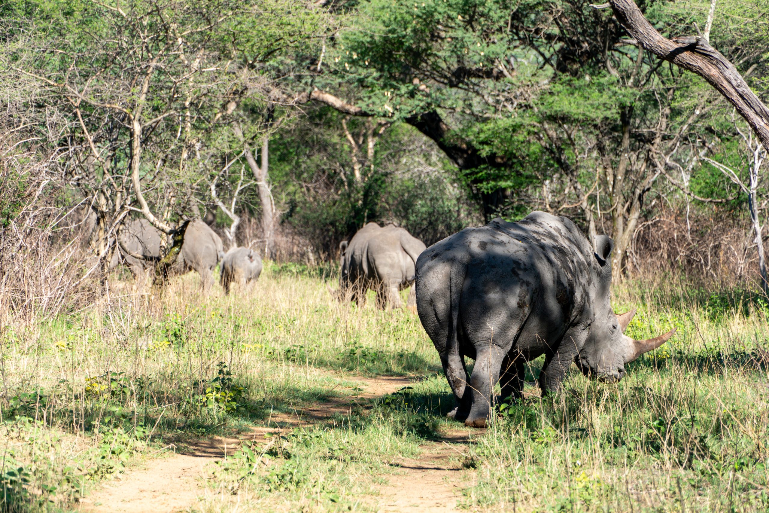 Walking with Unicorns